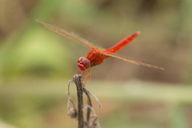Kızıl Ejder Sineğinin Kapanışı.