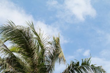 Mavi gökyüzüne karşı rüzgarlı bir günde hindistan cevizi palmiyesini kapat.