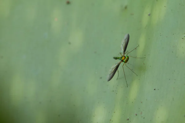 Gros Plan Sur Mouche Longues Pattes — Photo