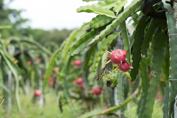 Dragon Fruit Plant Raw Pitaya Fruit Tree Pitaya Pitahaya Είναι — Φωτογραφία Αρχείου