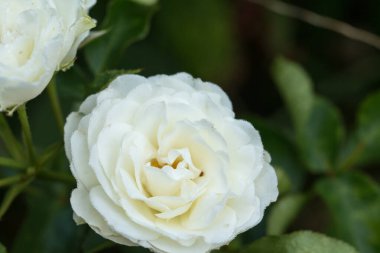 Beyaz Gül 'e yakın.