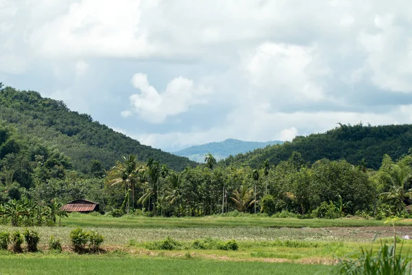 泰国的农业领域 — 图库照片