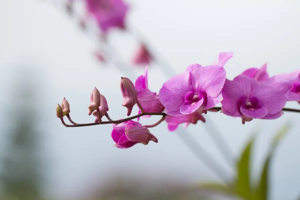 Hermosa Orquídea Flor Imagen Aire Libre — Foto de Stock