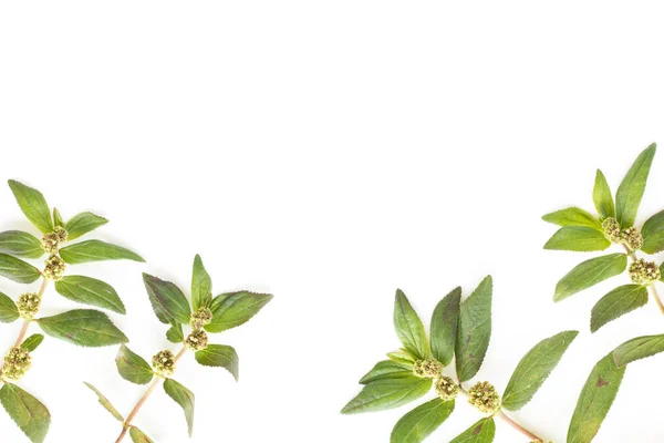 Garden Spurge Euphorbia Hirta Örtvårtor Behandlingsgrupper Isolerade Vit Bakgrund — Stockfoto