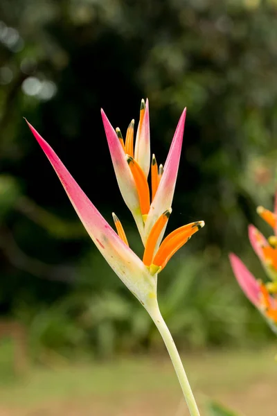 Bird Paradise Flower Garden — Stock Photo, Image