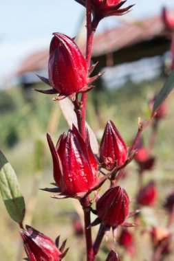 Hibiscus Sabdariffa veya Roselle çiçeği.