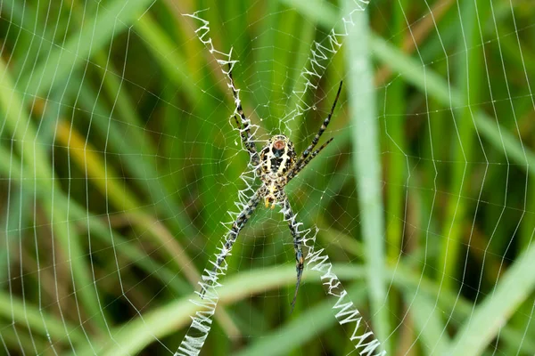 Närbild Spider Nätet — Stockfoto
