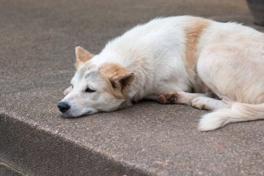 Tembel köpeğe yakın çekim.