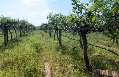 Tayland 'da üzüm bağı manzarası.