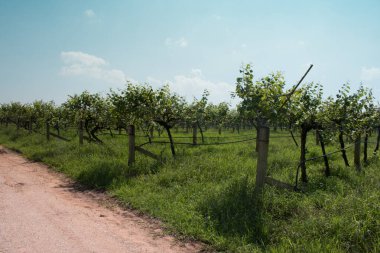 Tayland 'da üzüm bağı manzarası.
