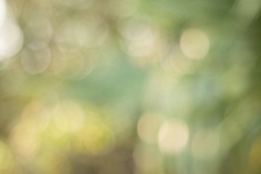 Doğal yeşil arkaplan için soyut bulanıklaştırılmış.