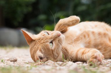 Sevimli sarı kediye yakın çekim. Yerde kal..