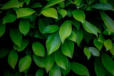 Koyu renk eko konsept görüntü veya ferahlatıcı konsept arkaplan yeşil yapraklar, asıl boyutlar 5008 x 3339 piksel.