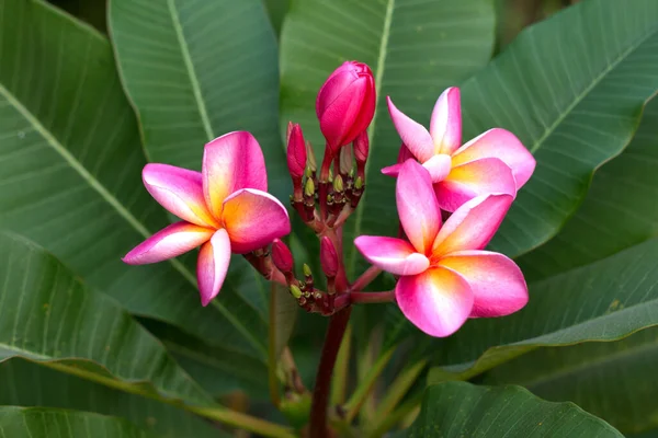 Frangipani热带温泉花 植物上的梅花 — 图库照片