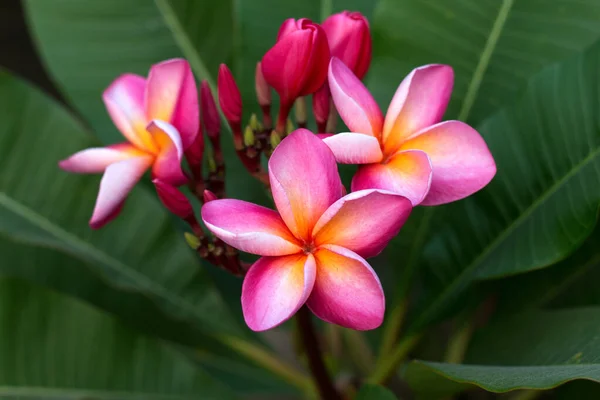 Frangipani热带温泉花 植物上的梅花 — 图库照片