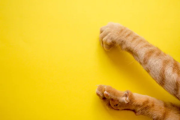 Sarı arka planda sevimli Ginger tekir kedisinin ayakları.