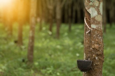 Lastik ağaçtan gelen musluk suyu..