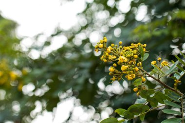 Cassod ağacı, Tayland bakır kapsülü (Senna siamea (Lam.).