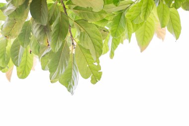 Beyaz arkaplanda yeşil tropikal yapraklar.