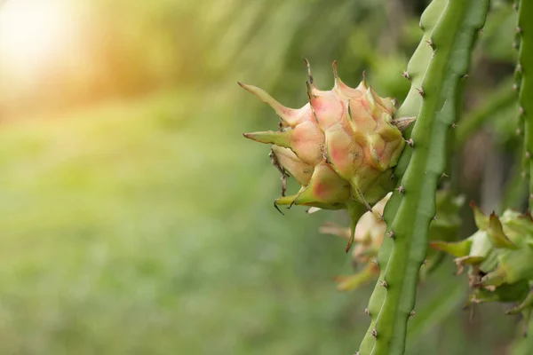 Dragon Fruit Plant Raw Pitaya Fruit Tree Pitaya Pitahaya Είναι — Φωτογραφία Αρχείου