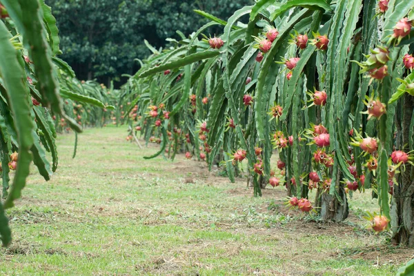 Dragon Fruit Plant Raw Pitaya Fruit Tree Pitaya Pitahaya Είναι — Φωτογραφία Αρχείου