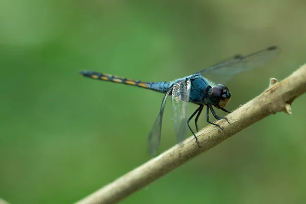 Nahaufnahme Der Blauen Libelle — Stockfoto