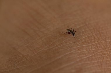 Kaplan sivrisineği insan derisini emiyor..