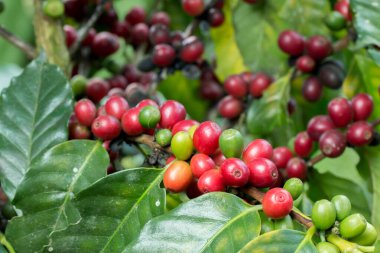 Arabica Ağaçta olgunlaşan kahve meyvesi.