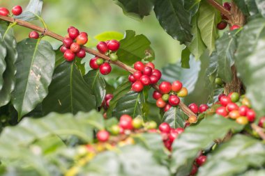 Arabica Ağaçta olgunlaşan kahve meyvesi.