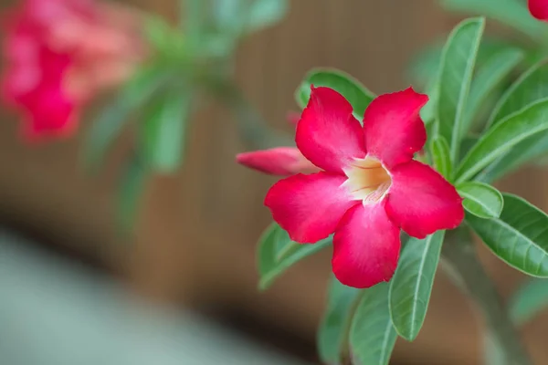 Sivatagi Rózsa Vagy Vörös Bignonia Adénium Virág — Stock Fotó