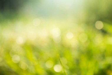 Doğal yeşil gradyan ışığı ve sunum arka planı veya web sitesi kapağı arka planı için bulanık görüntü tasarımı, ilkbahar veya yaz sabahı güneş ışığı tasarımı için açık yeşil alan, asıl boyutlar 5472x3648 piksel.