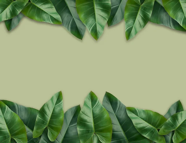 Hojas Palma Tropical Con Papel Vacío Para Diseño Naturaleza Mínima — Foto de Stock