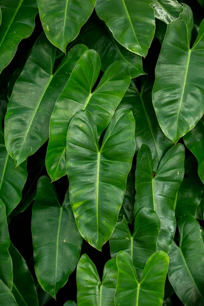Closeup Folhas Verdes — Fotografia de Stock