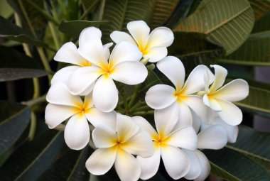 Frangipani Tropikal Spa Çiçeği. Tesisattaki çiçek..