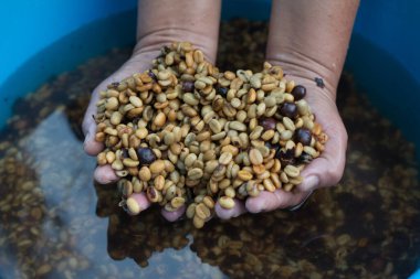 Çiftçi Eli kahve çekirdeği tutuyor, çiğ kahve çekirdeğini temizliyor..