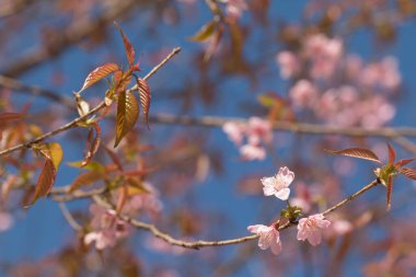 Vahşi Himalaya kiraz çiçeği mavi gökyüzü arka planında.