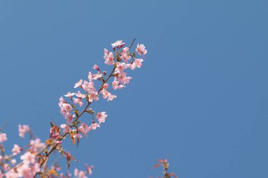 Vahşi Himalaya kiraz çiçeği mavi gökyüzü arka planında.