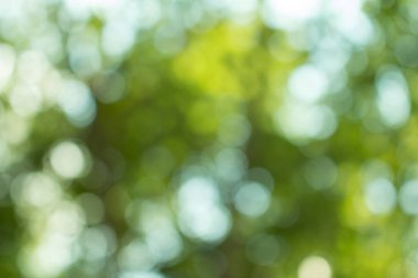 Doğal yeşil arkaplan için soyut bulanıklaştırılmış.