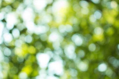 Doğal yeşil arkaplan için soyut bulanıklaştırılmış.