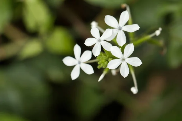 Primer Plano Flores Blancas — Foto de Stock