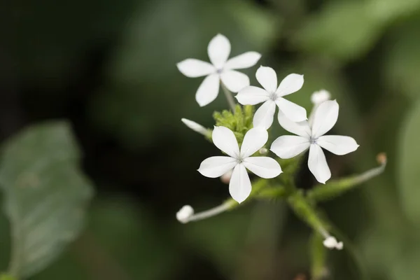 Primer Plano Flores Blancas — Foto de Stock