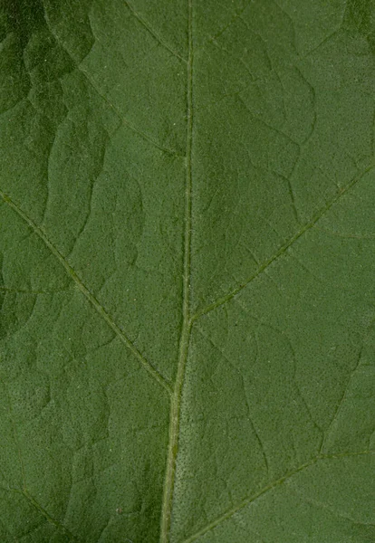 Solanum Stramoniifolium Jacq Textura Hoja —  Fotos de Stock