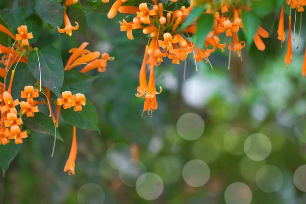 Flores Trompeta Naranja Florecientes Vid Galleta Fuego Con Fondo Verde — Foto de Stock