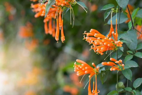 주황색 트럼펫피어나는 자연환경의 배경이 크래커 — 스톡 사진