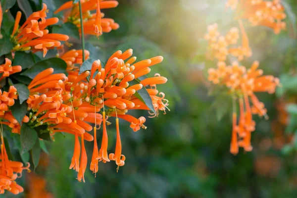 주황색 트럼펫피어나는 자연환경의 배경이 크래커 — 스톡 사진