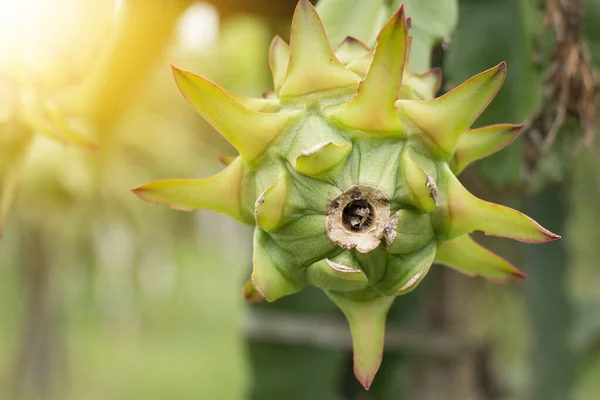 용설란 Raw Pitaya Pitaya Pitahaya 아메리카 토착종의 선인장 품종의 열매이다 — 스톡 사진