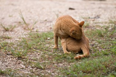 Sevimli sarı kediye yakın çekim. Yerde kal..
