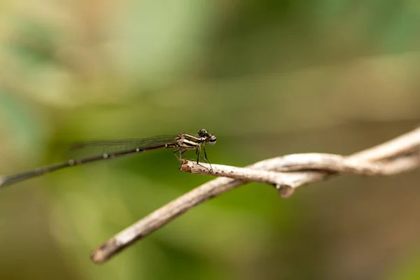 Close Small Beautiful Dragonfly Best Mosquito Killer Nature — Stock Photo, Image