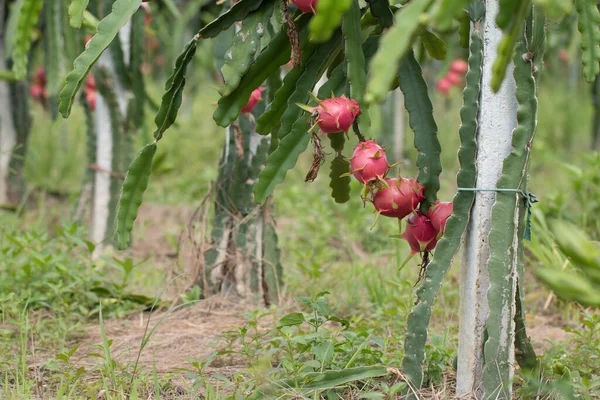 Dračí Ovoce Rostlině Syrové Pitaya Ovoce Stromě Pitaya Nebo Pitahaya — Stock fotografie