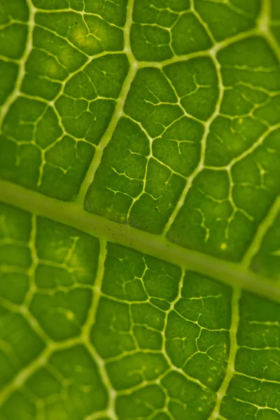 Foco Suave Fondo Textura Hoja Verde —  Fotos de Stock